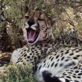 About Golf in South Africa 10