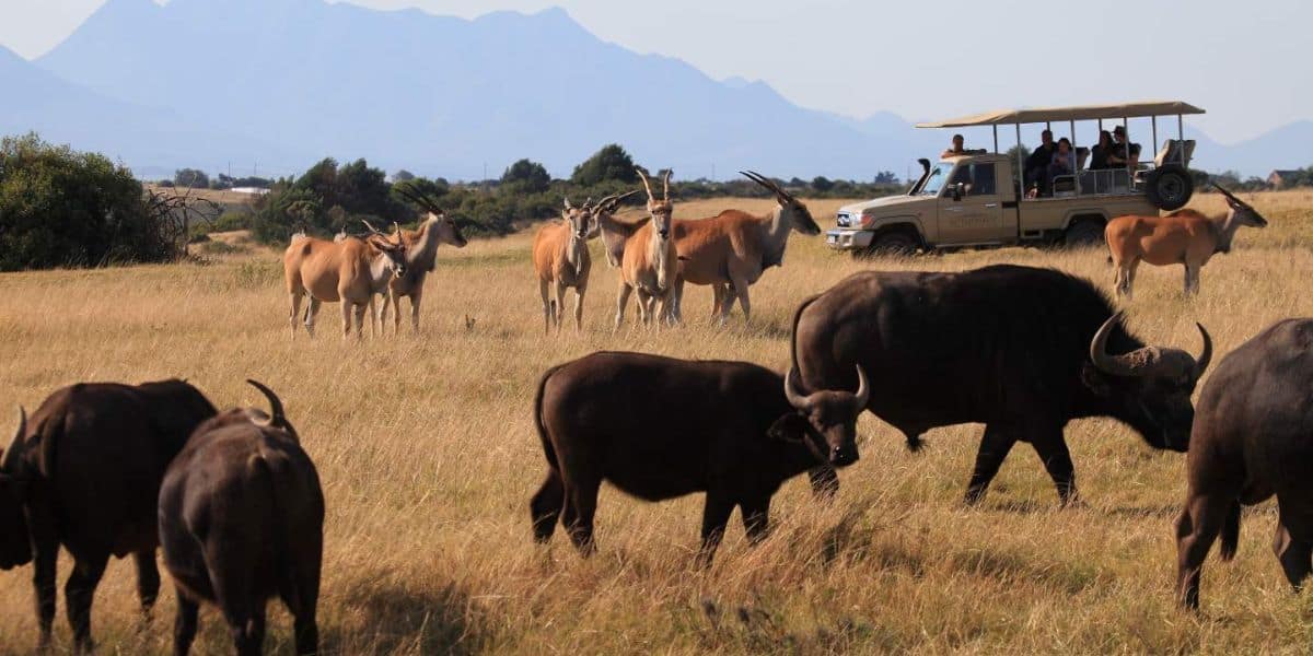 Botlierskop Private Game Reserve Big 5 Safari 3