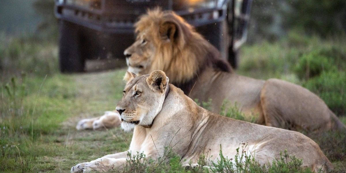 Game Drive
