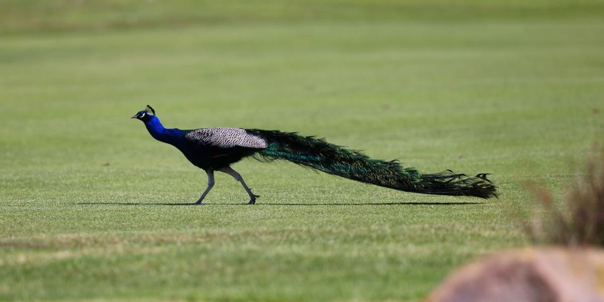 Steenberg Golf Course – 4