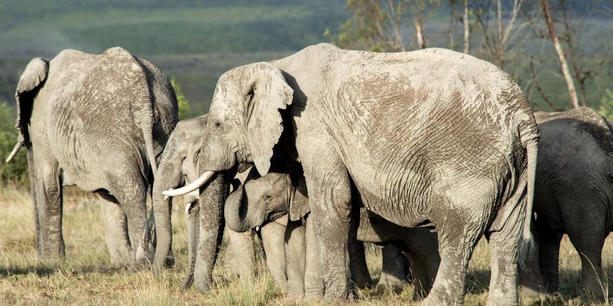 Wildlife Elepha