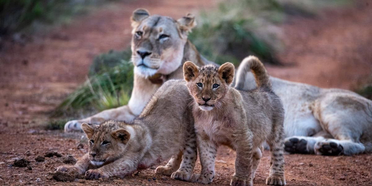 Wildlife Lion C